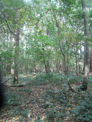 Shell holes are still evident in Trones Wood